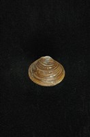 藏品(臺灣蜆)的圖片
